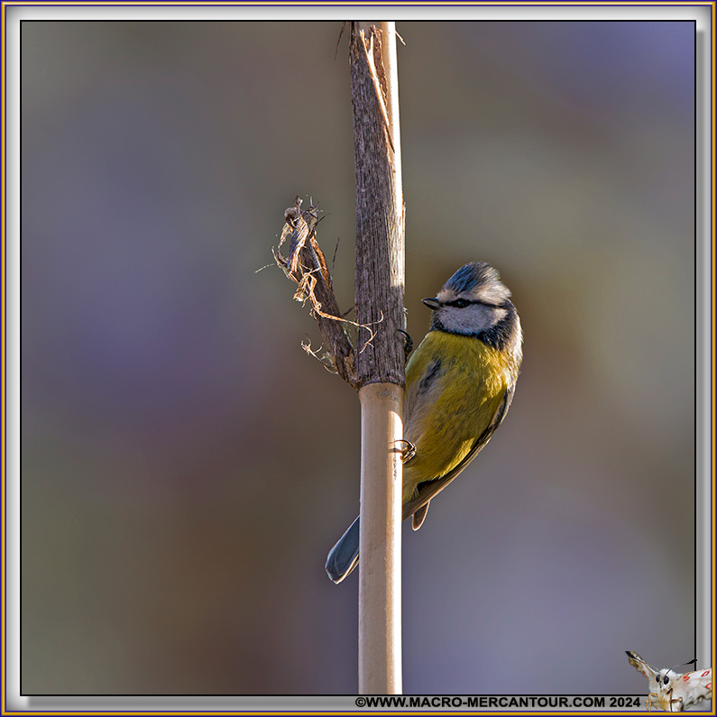 Mésange bleue